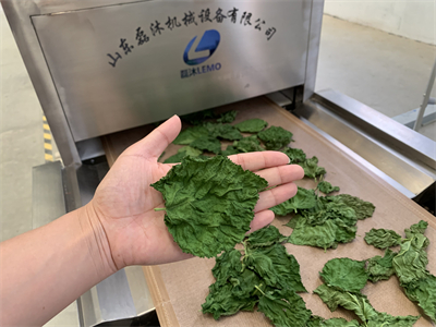 微波隧道爐烘干桑葉會有什么效果？